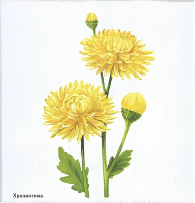 Красивый цветок желтого цвета, яркие желтые цветы в виде цветочного фона,  текстура и фон желтых цветов,Близкие Стоковое Фото - изображение  насчитывающей бутика, мать: 165017860