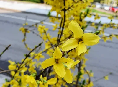 Почему жёлтые цветы считаются символом расставания?» — Яндекс Кью