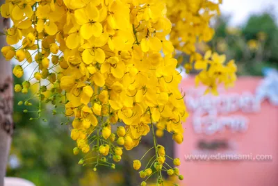 Цветы желтого цвета (73 фото) - 73 фото