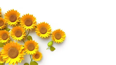 Желтые цветы: что означают, кому можно дарить | Полезные статьи от  Julia-Flower