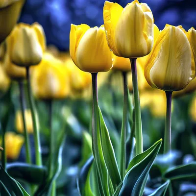 Букет желтого цвета в Москве 🌼 купить букет из желтых цветов онлайн с  доставкой | Флористическое кафе VioletFlowers 🌷