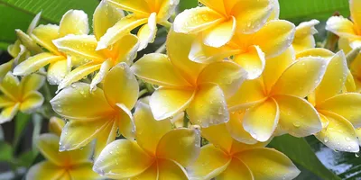 30 растений с желтыми цветами, которые создадут солнечное настроение