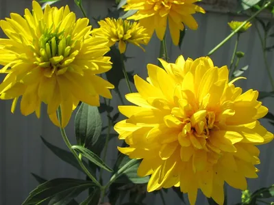 Цветы желтого цвета - 75 фото