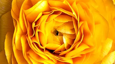 1 букет желтого цвета Искусственные цветы пиона чайной розы Осень шелковые  искусственные цветы набор «сделай сам» для гостиной домашний сад свадебные  украшения | AliExpress
