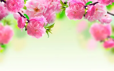 3д обои цветы на рабочий стол | Spring flowers wallpaper, Pink spring  flowers, Spring flowers background