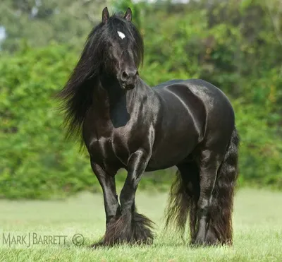 Тинкер, или Цыганская упряжная лошадь. Курс лекций о лошадях