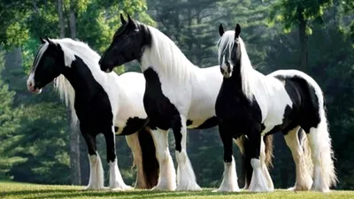 Цыганский Ваннер лошадь (64 фото)