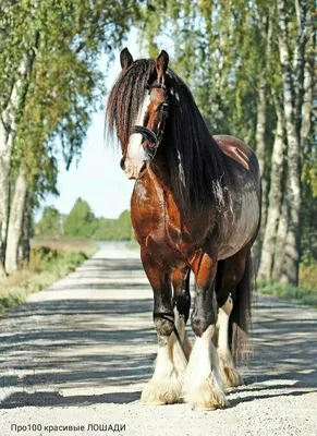 Цыган и лошадь. Современнй цыганский быт — Фото №1415744