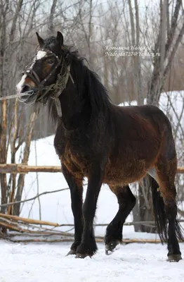 Nastroy - Цыганская лошадь - прекрасная порода | Facebook