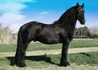 Модель лошади OozDec 13,5*10 см | AliExpress