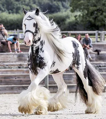 Цыганская упряжная — лошадь из сказки | ВКонтакте