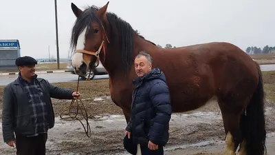 цыганские лошади город брянск тюльпан 4 годика тавэн бахталэ - YouTube