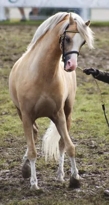 Piebald Цыганская Лошадь Поб — стоковые фотографии и другие картинки Без  людей - Без людей, Великобритания, Вертикальный - iStock
