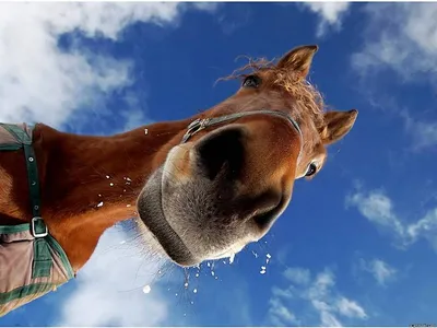 Цыганская лошадь - 76 фото