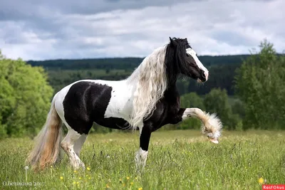 В Нижнем Новгороде цыган из жалости украл лошадь