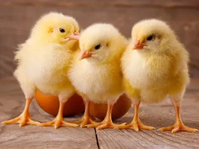 Цыпленок Анимация, Цыпленок, животные, сова, мультфильм png | PNGWing