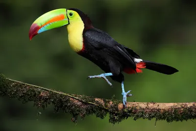 Tukan bird hi-res stock photography and images - Alamy