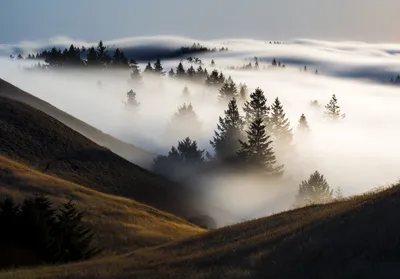 Густой туман накрыл южный мегаполис — Новости Шымкента