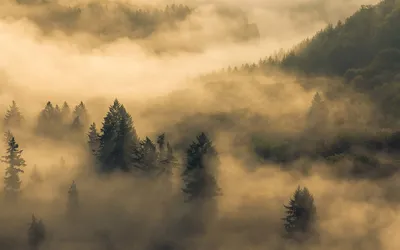 Ночной туман на деревьях , красиво, …» — создано в Шедевруме