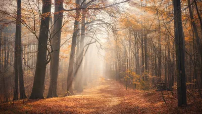 Фото Туман Природа лес деревьев 1920x1080