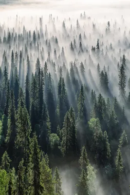 Туманный лес в лучах рассвета, Финляндия | Пикабу