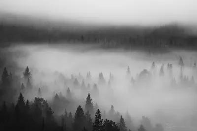 Туманный лес — Фото №312960
