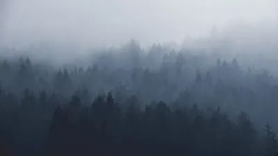 Туманный лес в горах | Премиум Фото