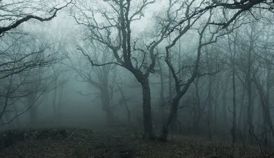 Туманный лес / фото