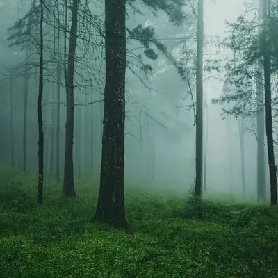 Фото туманного леса для iOS: погрузитесь в удивительную атмосферу мистики | Туманный  лес Фото №1346874 скачать