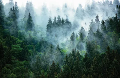 Фотообои Туманный лес II - купить недорого в интернет-магазине Postermarket  в Москве
