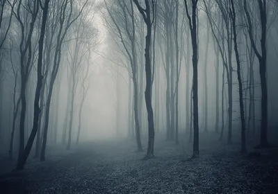 Мрачный темный лес в туманный день | Премиум Фото