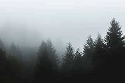 Фото Туманный лес, более 98 000 качественных бесплатных стоковых фото