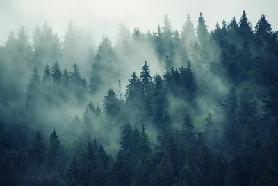 Туманный лес — Википедия