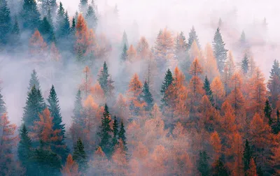 Фотообои флизелиновые Luxury Walls 300x270 см Туманный лес по цене 10900  ₽/шт. купить в Саранске в интернет-магазине Леруа Мерлен