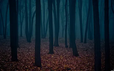 Тёмный туманный лес стоковое фото ©photocosma 74304607