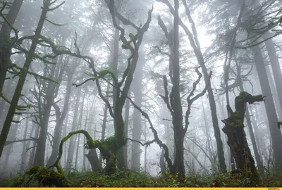 Фото обои с деревьями на стену 460 x 300 см 3D Природа Пейзаж Зеленый туманный  лес (13026P12)+клей (ID#1400013158), цена: 2070 ₴, купить на Prom.ua