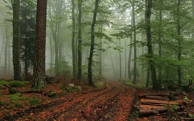 Туманный лес в Каскадных горах, Орегон, США / лес :: США :: страны ::  деревья :: фото :: туман :: пейзаж :: Природа (красивые фото природы: моря,  озера, леса) / смешные картинки