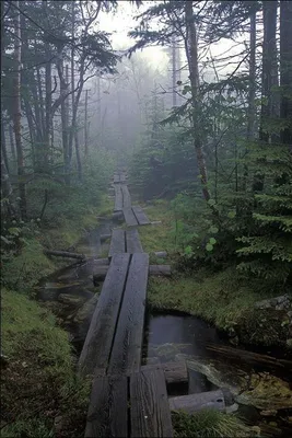 Мрачный туманный лес - 71 фото