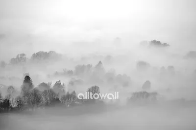 Туманный лес (71 фото) - 71 фото