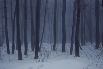 Туманный лес, туман, озеро, …» — создано в Шедевруме