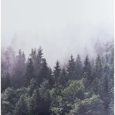 Купить фотообои Туманный лес и горы бежевые 525х290 арт. 000009-1-1 на  стену: цены, фото, каталог - интернет-магазин «LIKE»