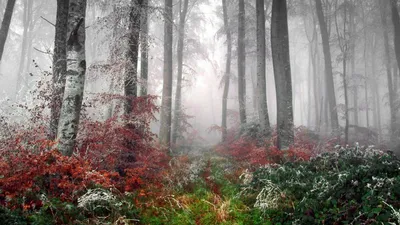 Человек идя в туманный лес на заходе солнца Стоковое Изображение -  изображение насчитывающей рассвет, бесплотно: 119783115