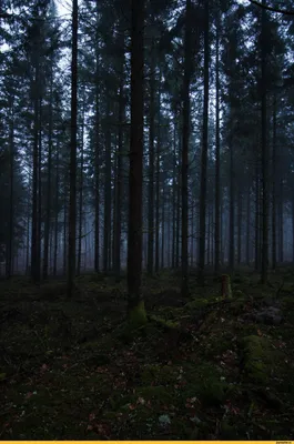 Туманный лес на склоне горы Stock Photo | Adobe Stock