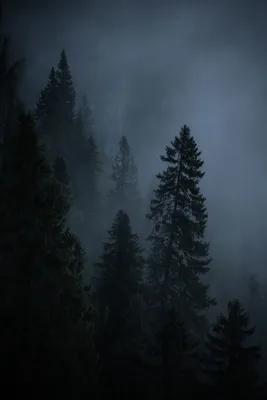 Густой туманный лес - 70 фото
