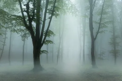 Про туманный лес | Пикабу