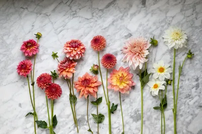 Flowers white flowers | Flower aesthetic, Iphone wallpaper tumblr  aesthetic, Flower background wallpaper