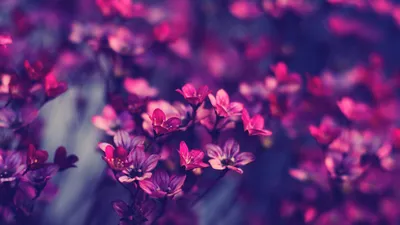 Flowers, autumn, fall, flower, tumblr, HD phone wallpaper | Peakpx