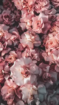 HD wallpaper: flower, flowers, tumblr, pink, hot, weather, hot weather,  cherrie | Wallpaper Flare