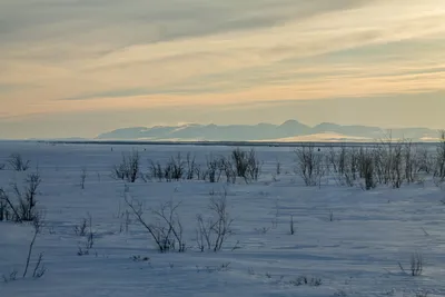 Зимняя охота в Арктической тундре | hanawayhsia.ru