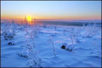 Тундра зимой - 72 фото